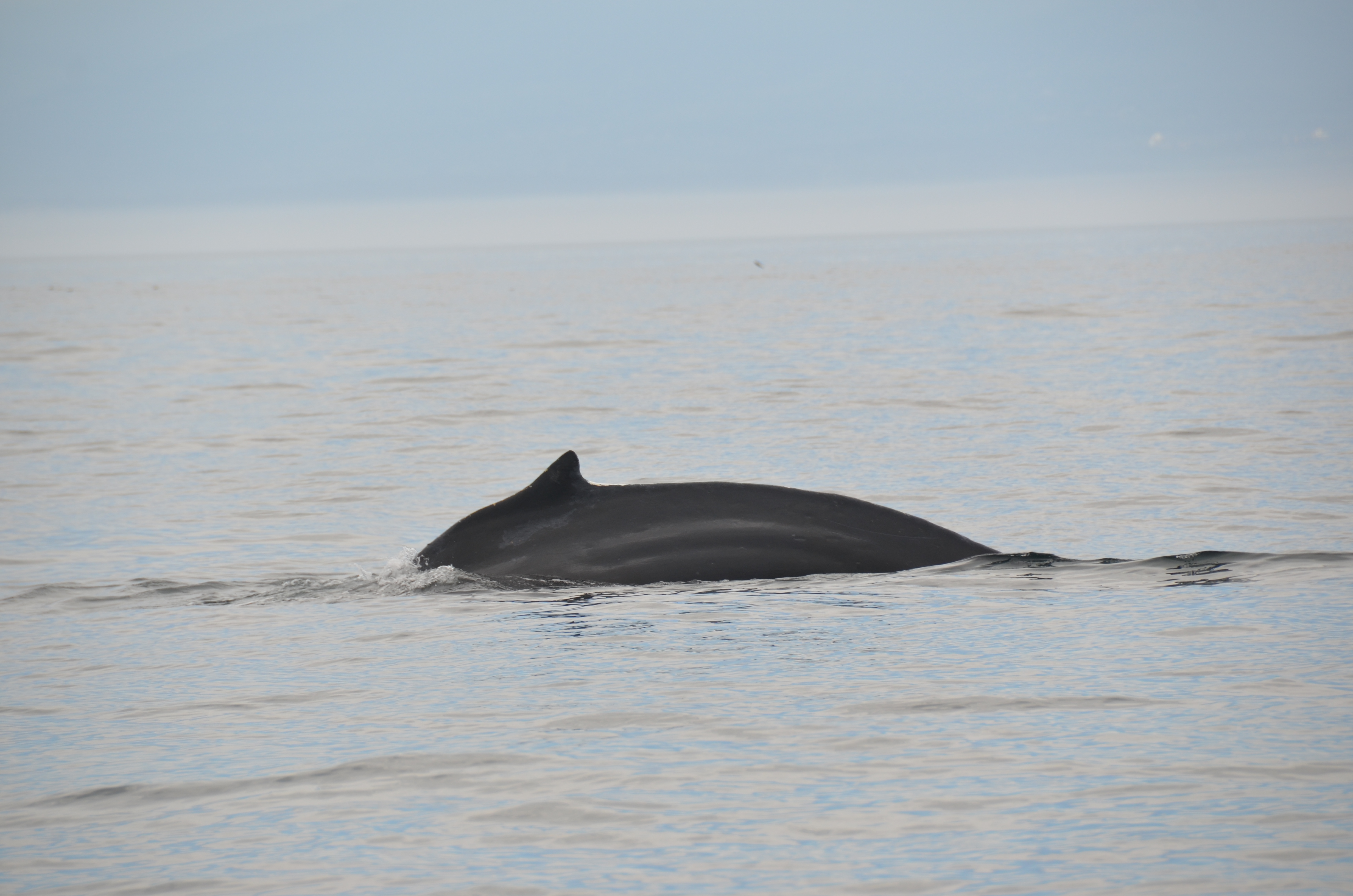 photos/wildlife/Mammal_Species/Humpback Whale/DSC_0017.JPG